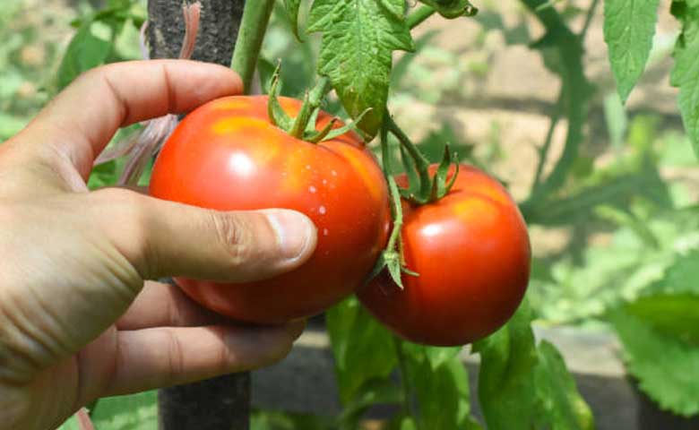 Choosing the Fertiliser for Tomatoes