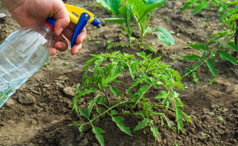 Tips for Fertilising Tomatoes